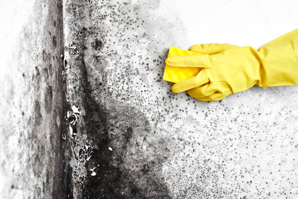 Why You Should Choose Our Mold Remediation Services in Somerset, TX